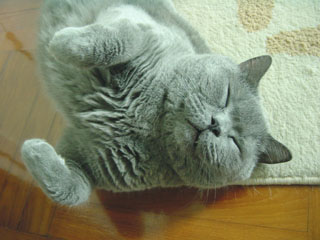 Greymeow