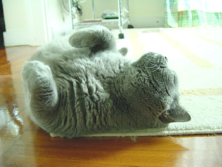 Greymeow