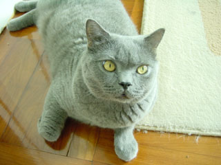 Greymeow