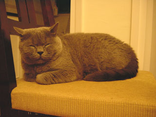 Greymeow