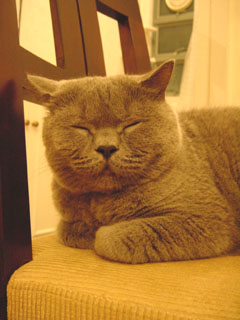 Greymeow