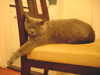 Greymeow