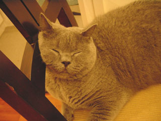 Greymeow