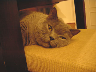 Greymeow