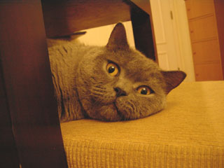 Greymeow