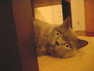 Greymeow