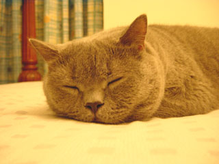 Greymeow