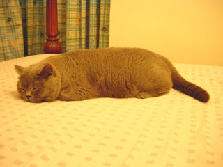 Greymeow