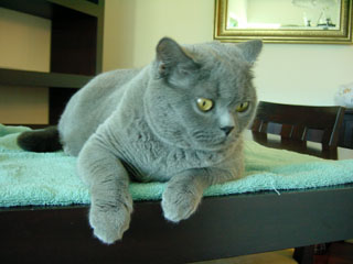 Greymeow