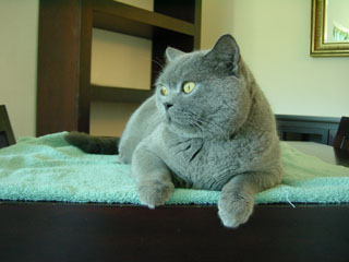 Greymeow