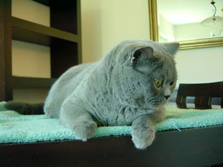 Greymeow
