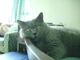 Greymeow
