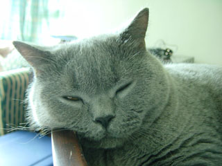 Greymeow