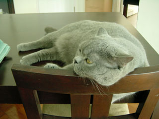 Greymeow