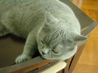 Greymeow