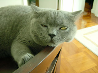 Greymeow
