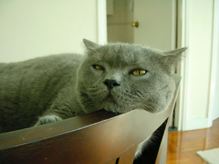 Greymeow