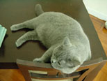 Greymeow photos (2003)