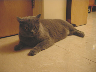 Greymeow