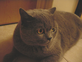 Greymeow