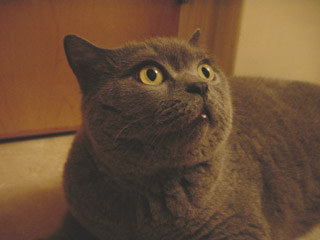 Greymeow