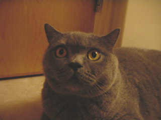 Greymeow