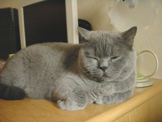 Greymeow