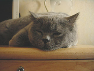 Greymeow
