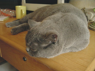 Greymeow