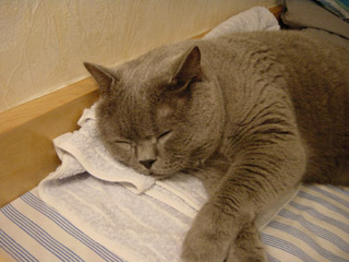 Greymeow