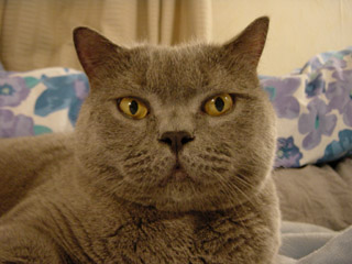 Greymeow
