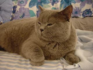 Greymeow