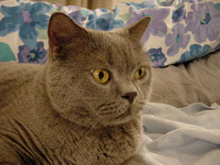 Greymeow
