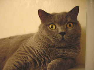 Greymeow