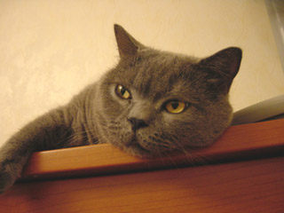 Greymeow