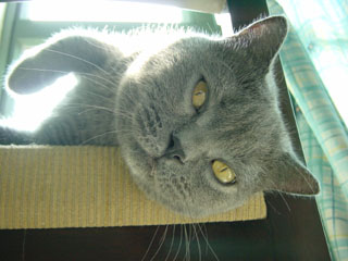 Greymeow