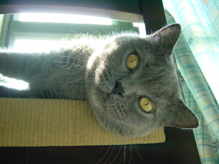 Greymeow