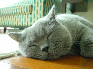 Greymeow