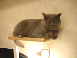 Greymeow