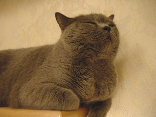 Greymeow