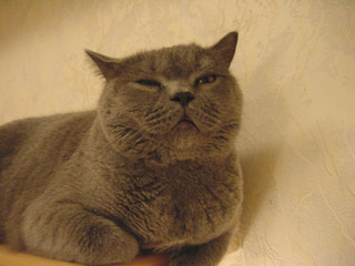 Greymeow
