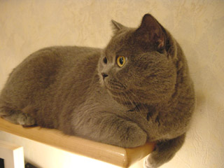 Greymeow