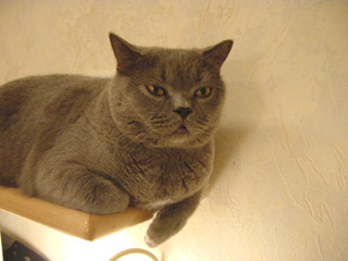 Greymeow