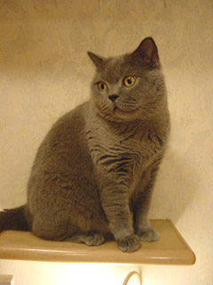 Greymeow