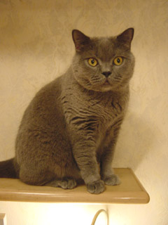 Greymeow