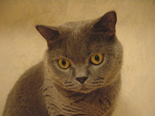 Greymeow