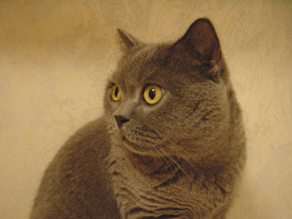 Greymeow