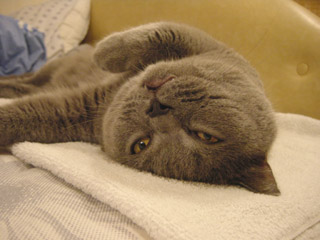 Greymeow