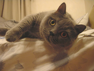 Greymeow