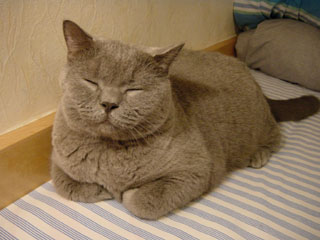 Greymeow